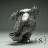 Ours dansant de 38 cm (15 pouces) par Noah Parr *Ballroom Blitz*