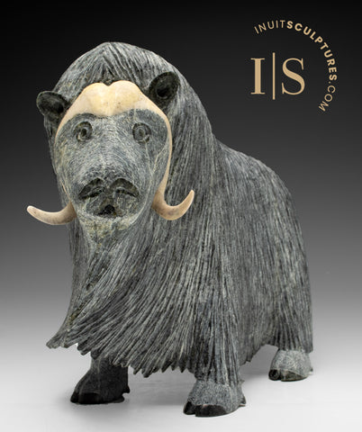 12" SIGNATURE Muskox par Lucassie Ikkidluak *Imaginez tous les gens*