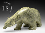 Ours marchant SIGNATURE 21" par Ashevak Adla *Moving Mountains* CHOIX DU CONSERVATEUR