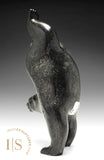 Ours de plongée 8" par Tim Pee *Head Over Heels*