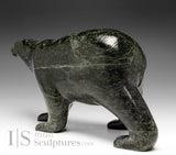 Ours marchant SIGNATURE de 8,5 pouces par Tim Pee *Se pavanant*