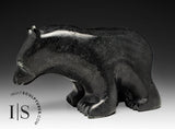 Ours qui marche 7" par Tony Oqutaq *Freelander*