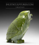 Chouette SIGNATURE 7" par Pits Qimirpik *Junior*