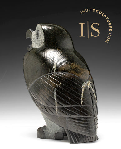 Hibou SIGNATURE 10" par Pits Qimirpik *Chocolat noir amer, deuxième partie* CHOIX DU CONSERVATEUR