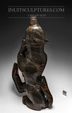 140 Lbs 30" Dark Brown Wolf Spirit  by Toonoo Sharky